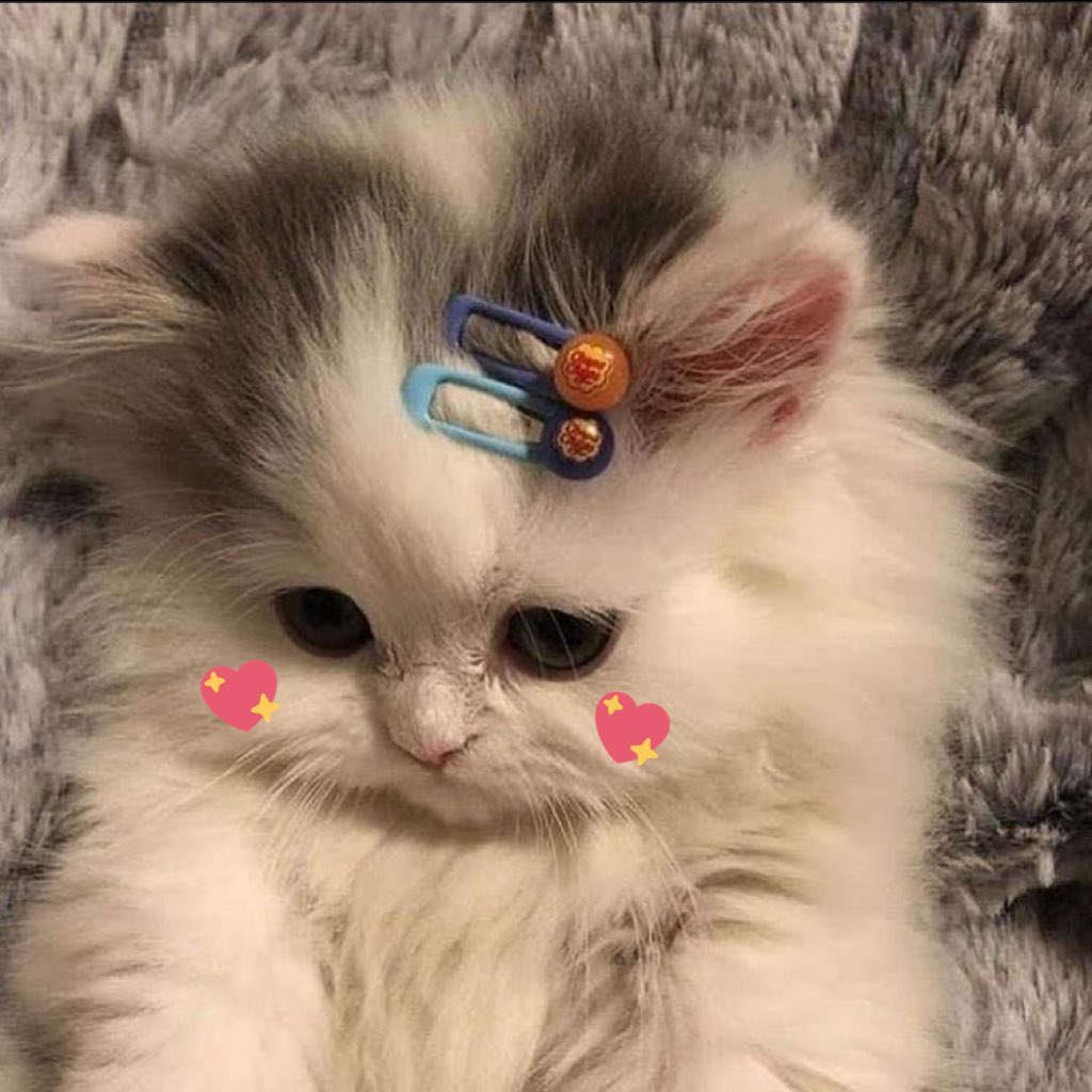 BonkBip's tweet photo. @Rhantalt_ Good morning rhan rhan, look at this cat https://t.co/44SdQvamxP