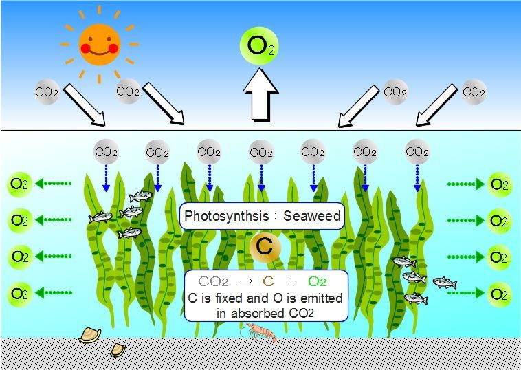 организм который способен фотосинтезировать. особенности процесса фотосинтеза. водоросли осуществляющие фотосинтез.