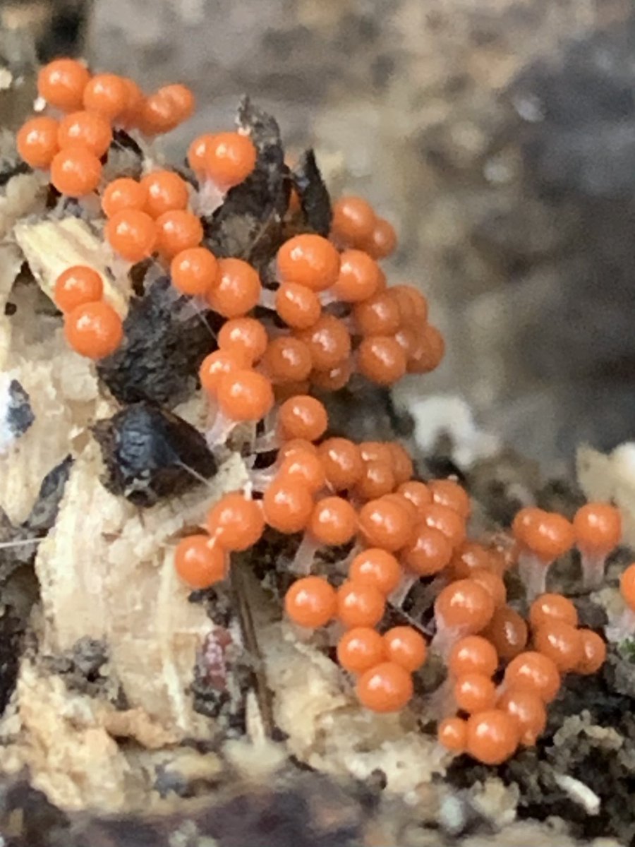 Nice to see today plenty Hare’s Ears at macro #fungi level and some Trichia decipiens at micro #Slimemold level