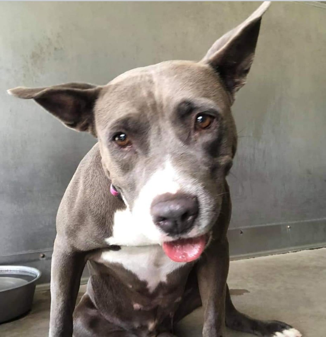 🆘🐾🆘 Friendly &amp; mellow 3 yo LEXI has been waiting FOUR MONTHS for either a furever home 🏡 or a #FOSTER to help her find one. Where is her #SoCal hero who will save her from the San Bernardino #CA shelter? She's good with other #dogs . #AdoptDontShop 🙏 Contracts ⬇
#A539046