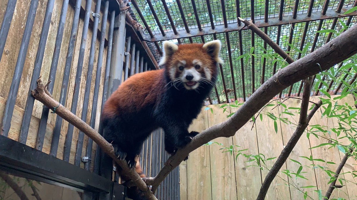 GlobalElephants's tweet photo. Another unfortunate story about the unexpected and currently unexplainable death of an animal in captivity - this time a red panda at the Utica Zoo in New York. https://t.co/4ZO9TyP1xP https://t.co/ZFFfisKQJ2