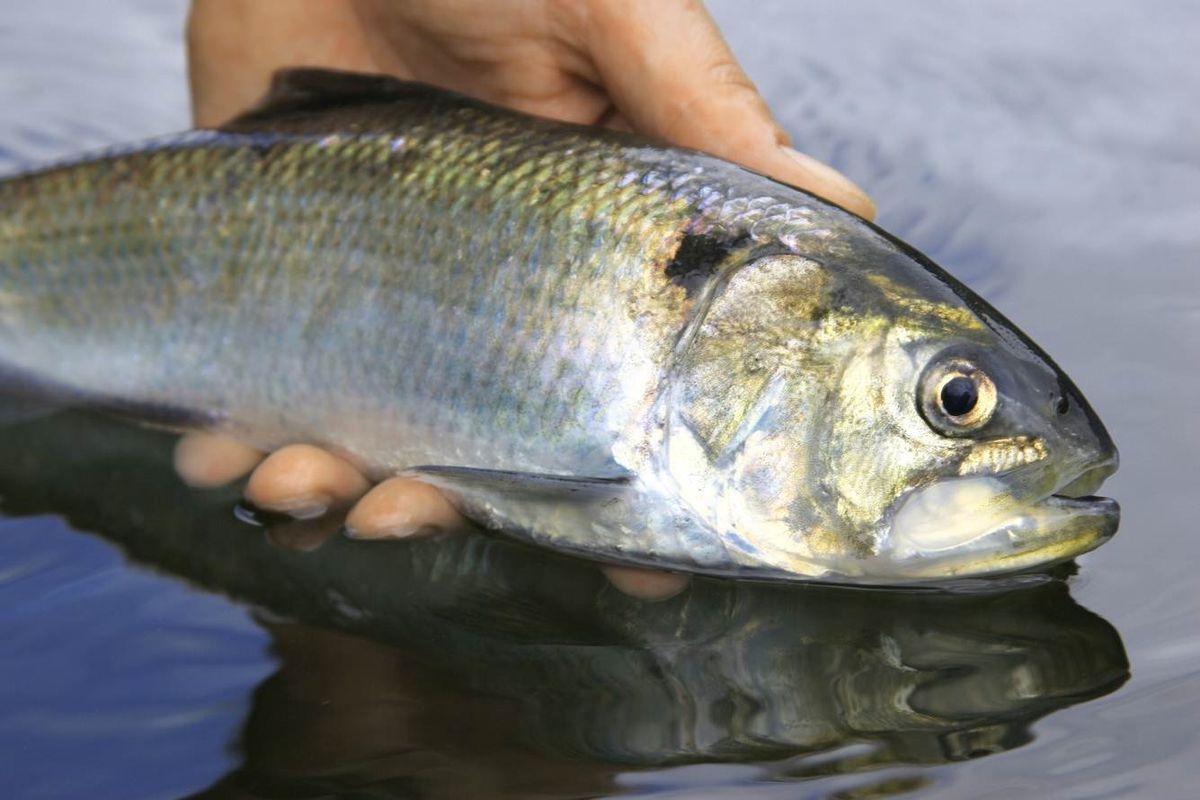 savethesevern's tweet photo. “It is feared that without Acoustic Fish Deterrents, the Hinkley Point C cooling water system could kill up to 11 billion fish over its 60-year life – that is HALF A MILLION a day.”

⚠️ Warning ⚠️

🧵  This thread will make you angry ⤵ https://t.co/tsbPRDdvfr