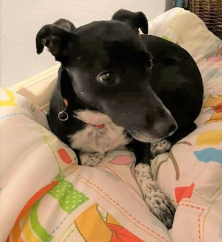 millypod1's tweet photo. 🆘16 OCT 2021 BONNIE #Lost #ScanMe
Black & White Cross Breed Female
#Wooler #Northumberland #NE71
Very frightened Rescue dog DO NOT CHASE
Looks like a small collie.
Slipped lead when motorist went by revving car & tooting horn 😢 PLZ ☎️07460 207817
https://t.co/3cleF2C297 https://t.co/10WgxKY3Wq