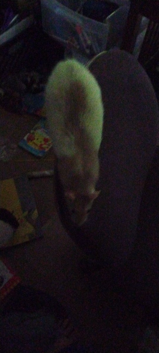 NameThe16's tweet photo. Vote alley or die to my rat https://t.co/Iz639fiJtc