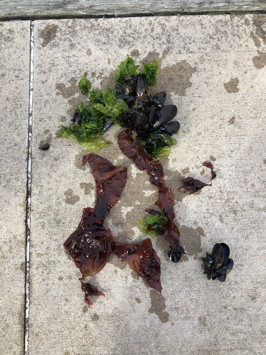 AshleyCharnik's tweet photo. Foggy morning last week in Newport to identify #algae and remove trash  out of @cleanoceanacces skimmer! Did you know fully intact cigarette filters from the 70s are still found today?? @bwysor_getalgae @rwusciences @myrwu https://t.co/AlxgGNby3c