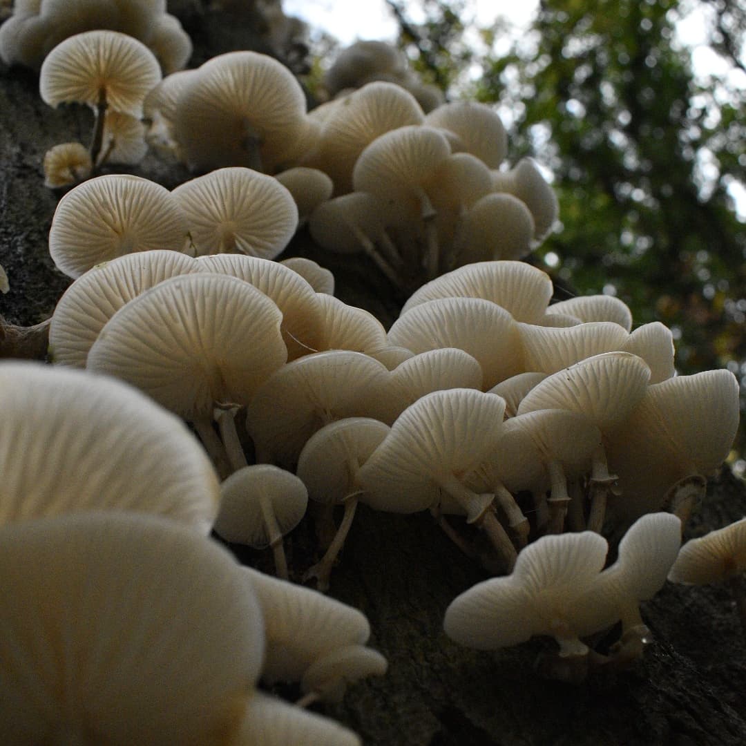 njbclb's tweet photo. Autumn is the best season!  🍄 #MushroomDay #Fungus #FlyAgaric @GrowWildUK @30DaysWild #NaturePhotography https://t.co/a8Rcu28Ojk