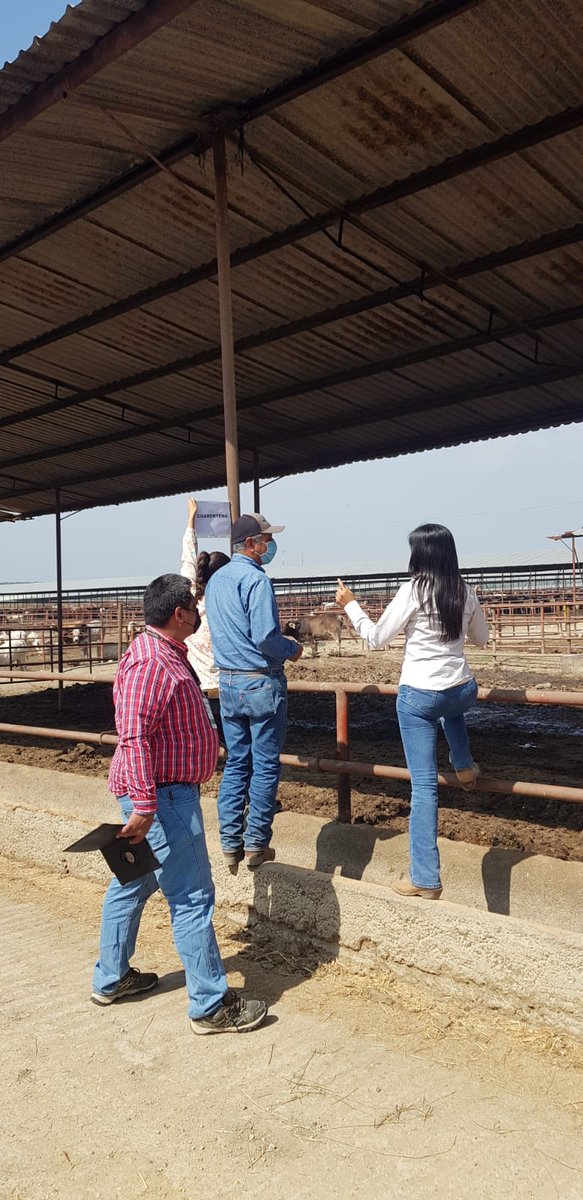 UCENuevoLeon's tweet photo. Concluimos satisfactoriamente en coordinación con personal de la #DGIAAP, y #CEFOSAMP la supervisión al Programa de Proveedor Confiable (Libre de Clenbuterol) en el estado de Nuevo León, realizada los días 11 al 15 de octubre. #SENASICA. https://t.co/FkyrKPJrq6