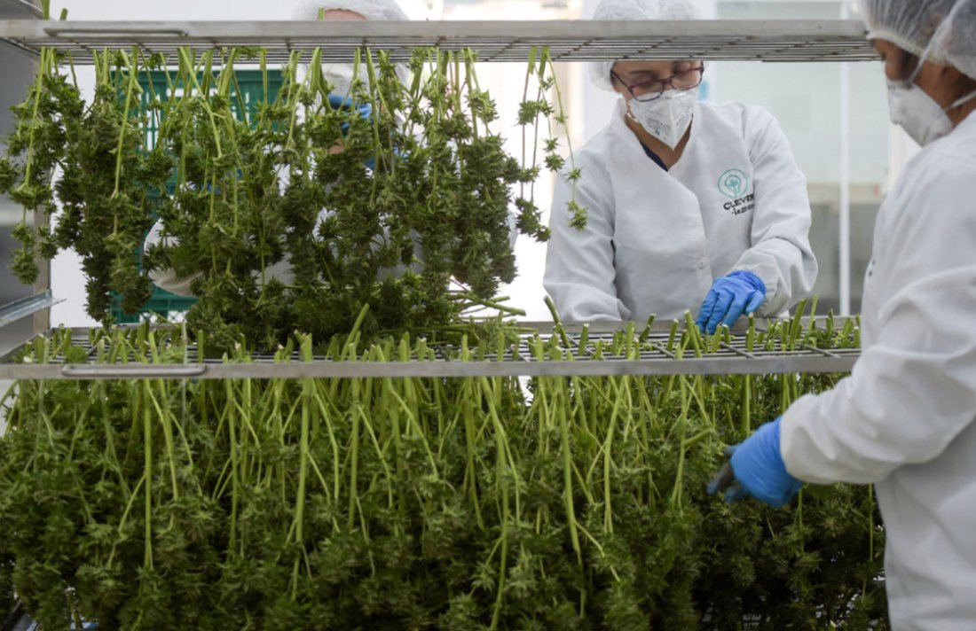 Legalization of medical cannabis one step away from being approved in Costa Rica #CostaRica #MMJ #business #industry #legalization #law bit.ly/3ARrdKC