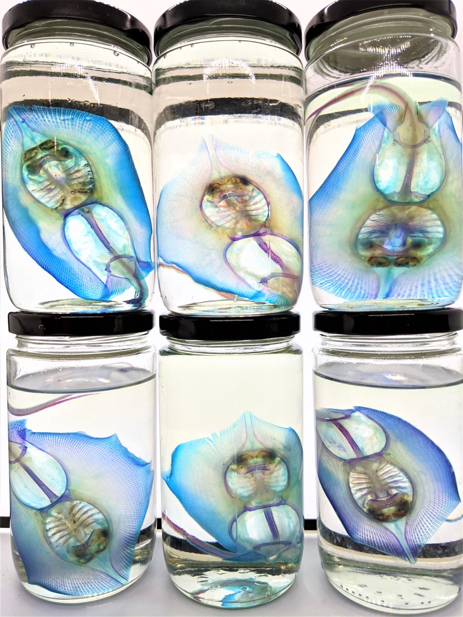 AphelionNecro's tweet photo. Diaphonized stingrays - only a few left! https://t.co/LQjvw62PfM