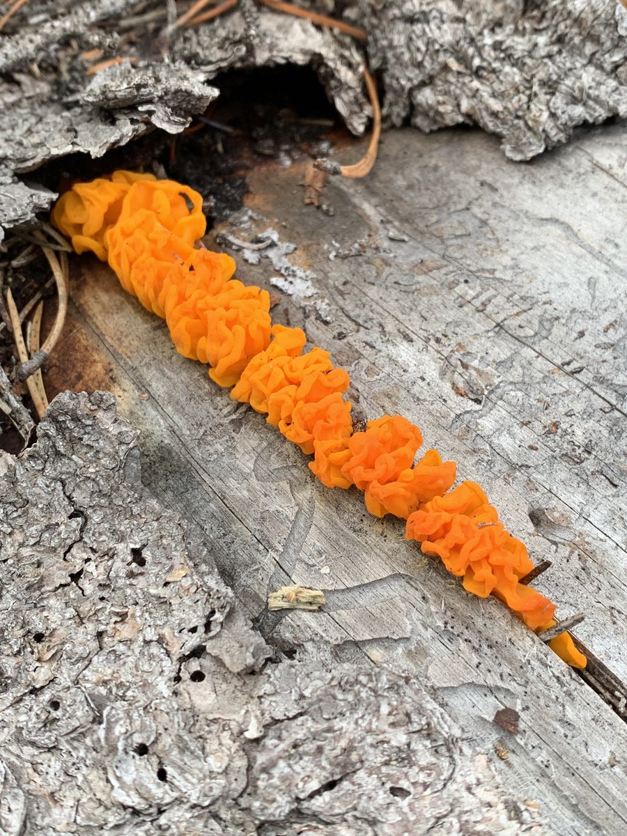 DrStanfordBlade's tweet photo. Any #mycology experts out there to help identify this beautiful #fungus on a dead #conifer trunk? #fungi #saprophyte #mycologist #fungi https://t.co/x7Am7Gndgm