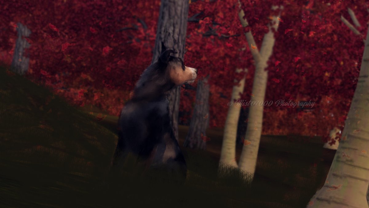 mist07000's tweet photo. 𝑺𝒊𝒕𝒕𝒊𝒏𝒈 𝒊𝒏 𝒕𝒉𝒆 𝒂𝒖𝒕𝒖𝒎𝒏 𝒃𝒓𝒆𝒆𝒛𝒆 🍂

"Where do I go from here..?" she questions, deep in thought..

Tried to blend in some falling leaves into it as well. Trying a new style.
Edited with: Photoshop &amp; Lightroom
Pose belongs to me https://t.co/RPju9y5wL3