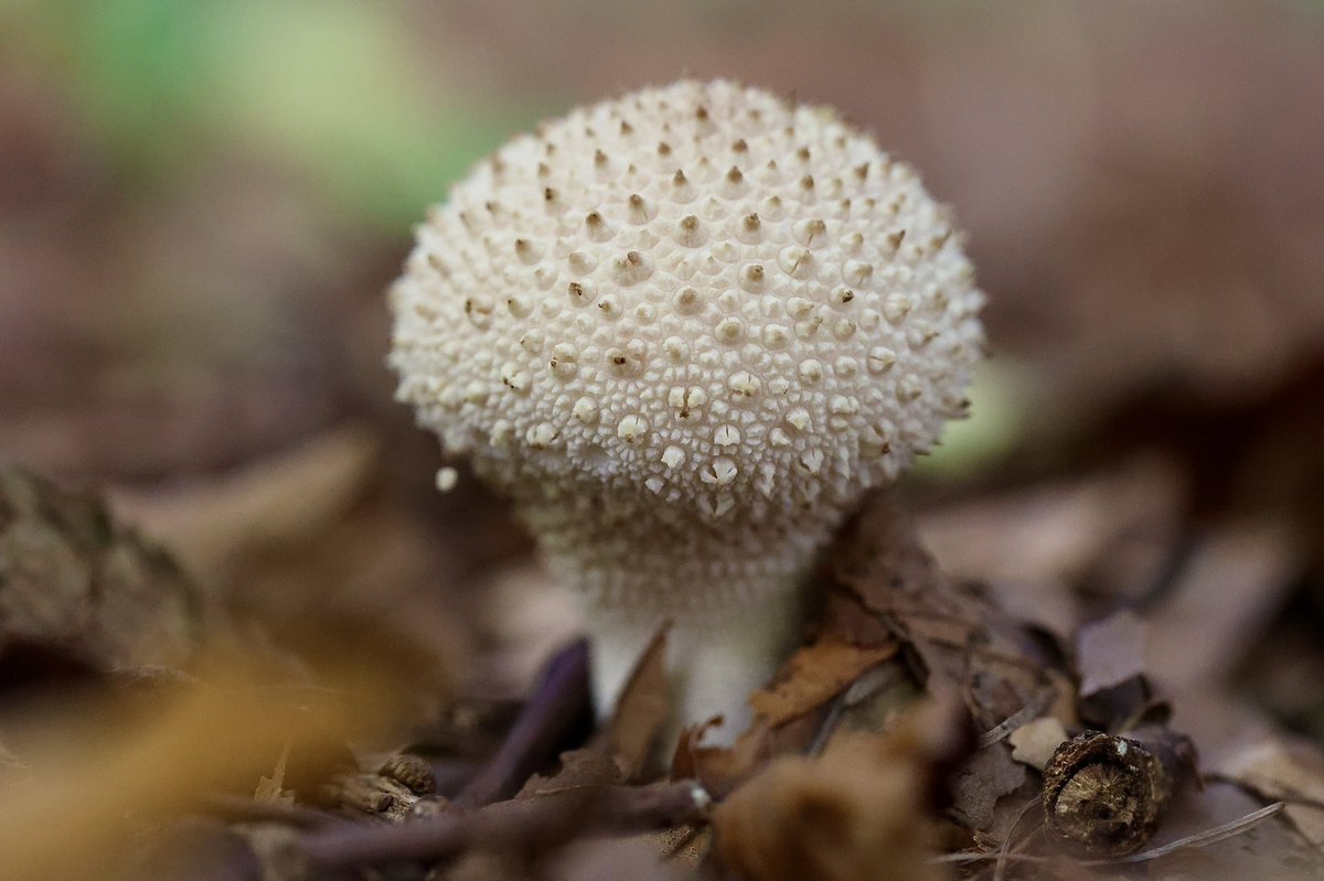 PhilpottPhotos's tweet photo. Common Puffball
#macro #fungus #commonpuffball ๐ https://t.co/oSYOAOSeXW