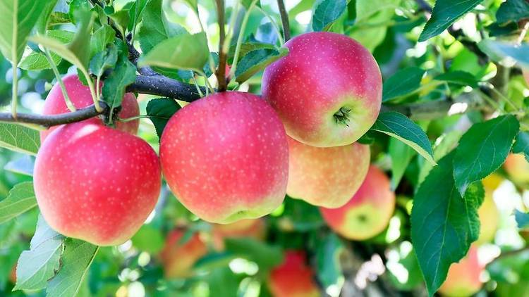 full_kitchen1's tweet photo. It's apple picking season again!! Picking fresh apple from the trees feel so amazing!! What a beautiful day to spend in an orchard! Love it!!😍 https://t.co/ePZPXXXajE