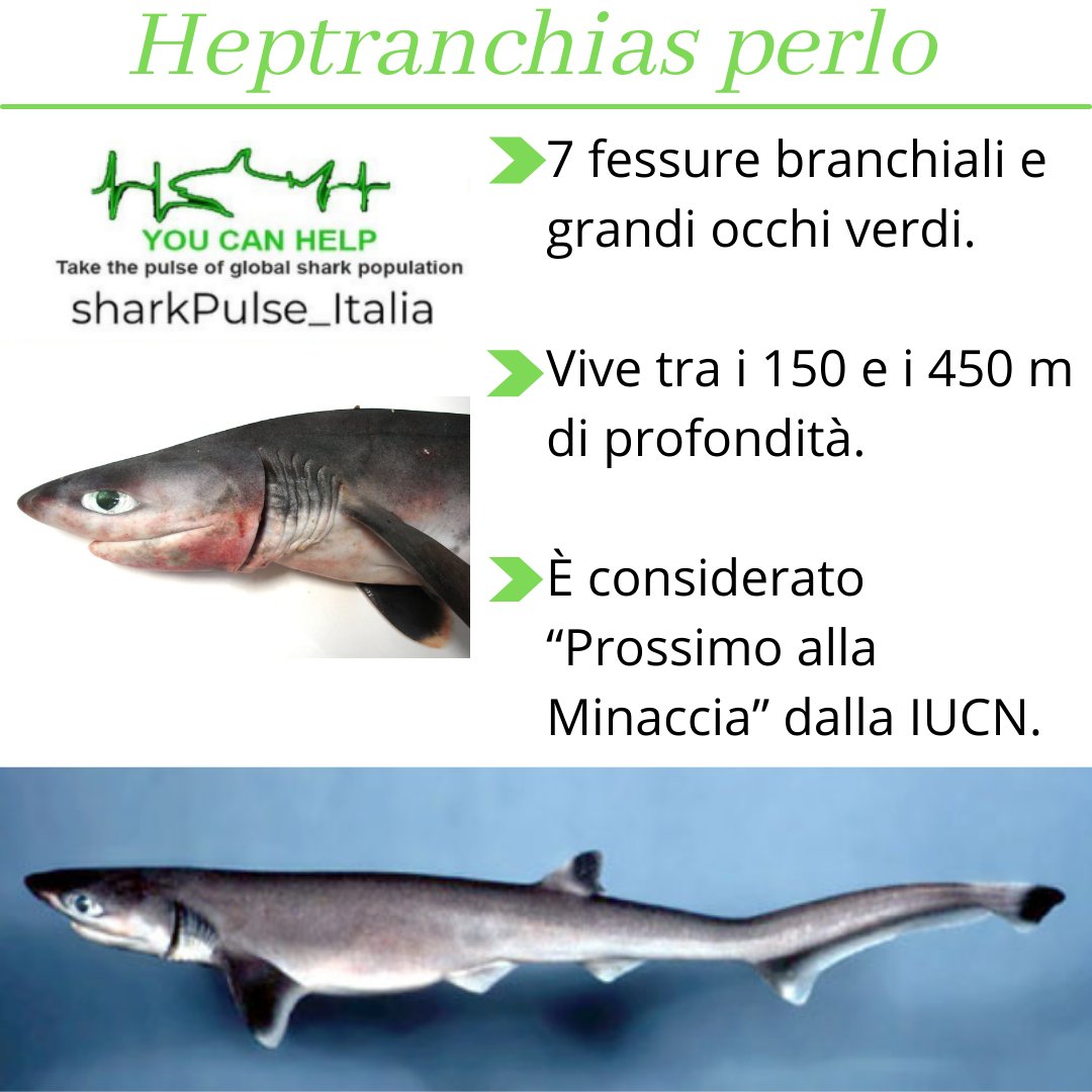 sharkPulse_italia tweet media