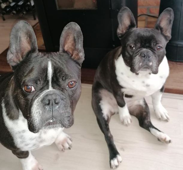 Toby en Tuttie zoeken samen een lieve baas met tuin,  zonder andere dieren. RT is ❤️

dierenasiels.com/dier/279A0A6D-…