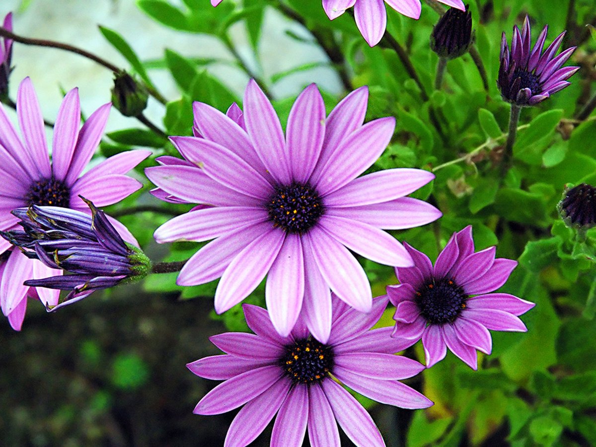 Цветы 4 ю. Отдельные цветочки. Остеоспермум эклона. Разноцветные цветы. Герберы букет.