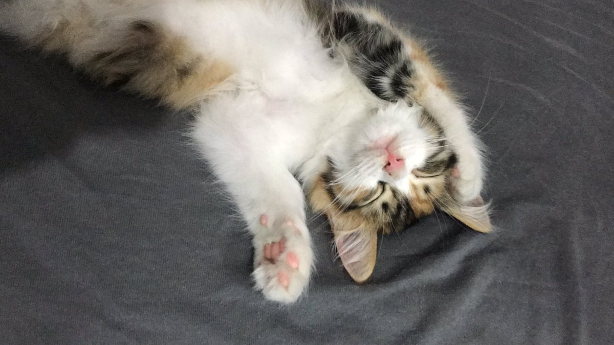 Şu yatışa bakarmısınız