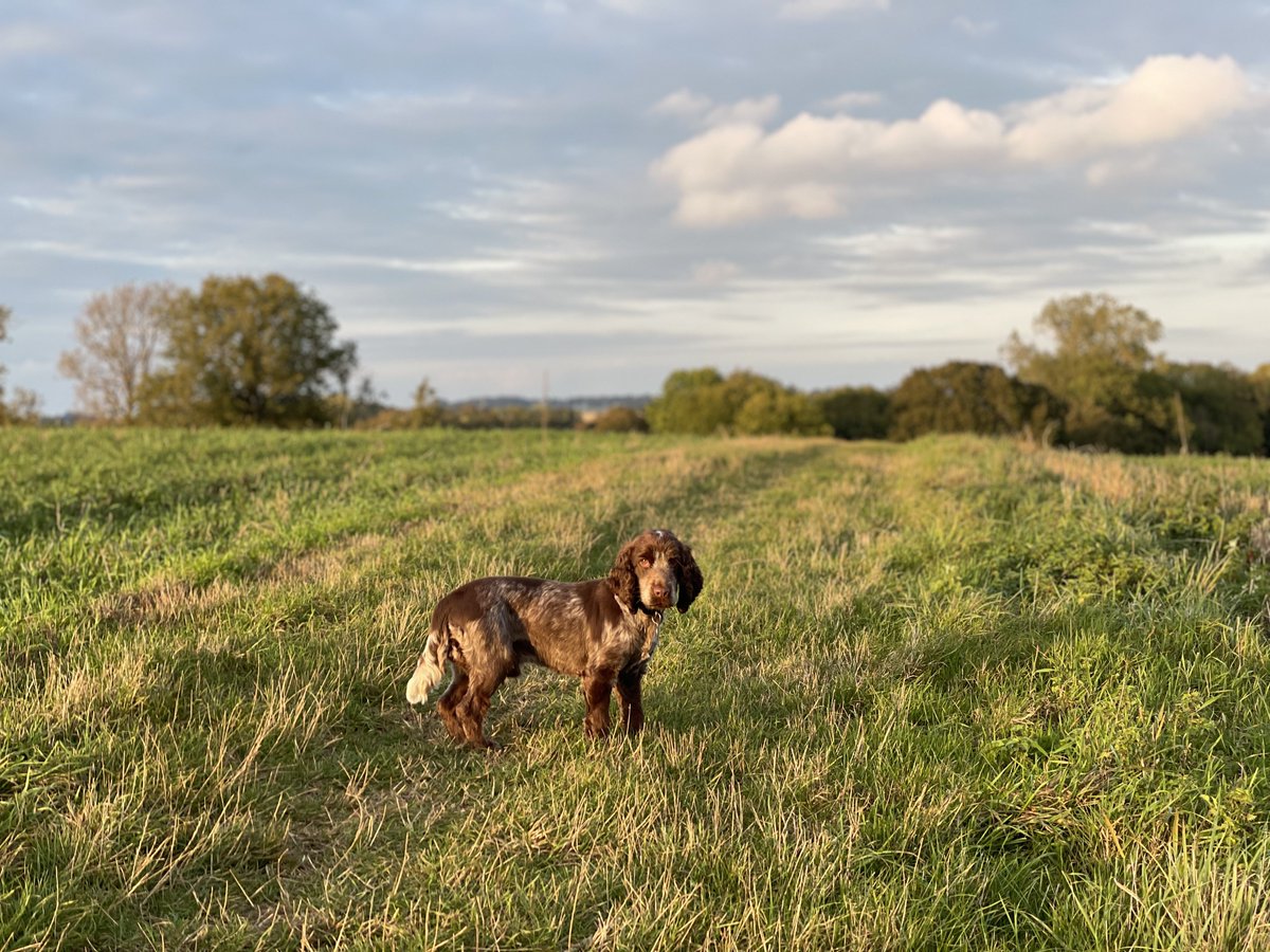 HammertimeDoggo's tweet image. Told hooman about a walk with a pub at the end. RESULT. nice evening walk. #pubwalks