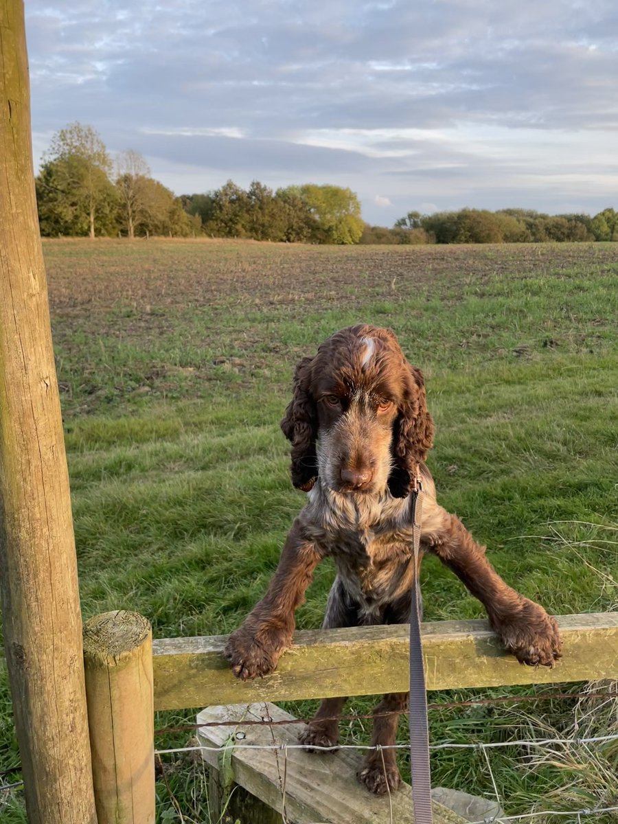 HammertimeDoggo's tweet image. Told hooman about a walk with a pub at the end. RESULT. nice evening walk. #pubwalks