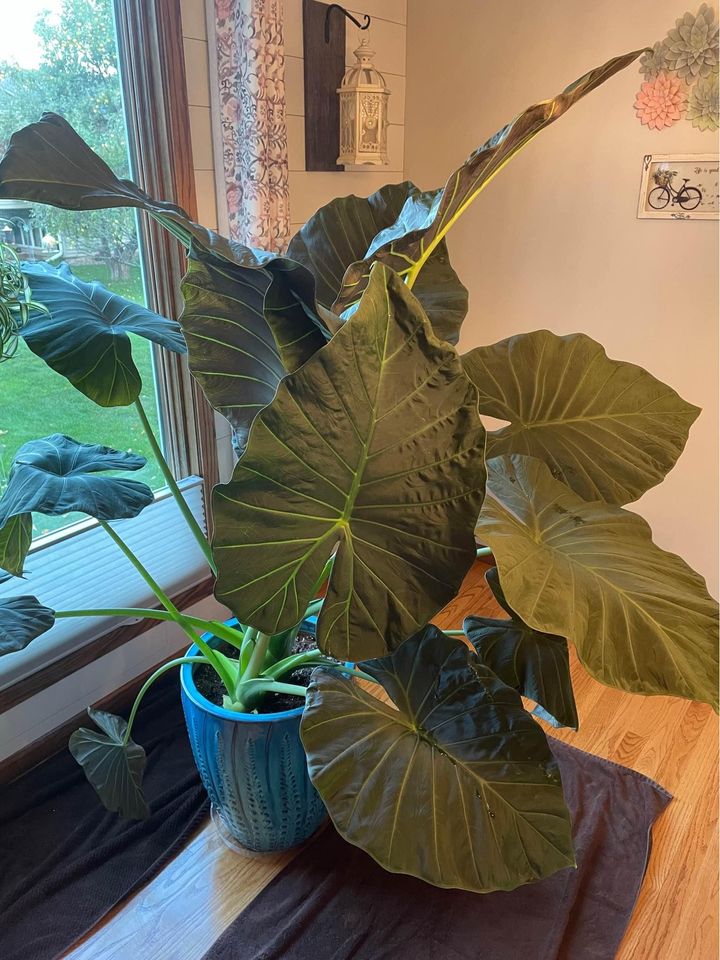 wildswan's tweet photo. What am I going to do for fun this afternoon? Well, folks, I'll tell ya.
I'm getting this bad boy: This absolute unit of an Alocasia Regal Shield. 🥴
#plants #houseplants #Alocasia #DramaticLeaves #HugePlants #RegalShield #BlackAndChartreusePlants https://t.co/P08IomWo8V