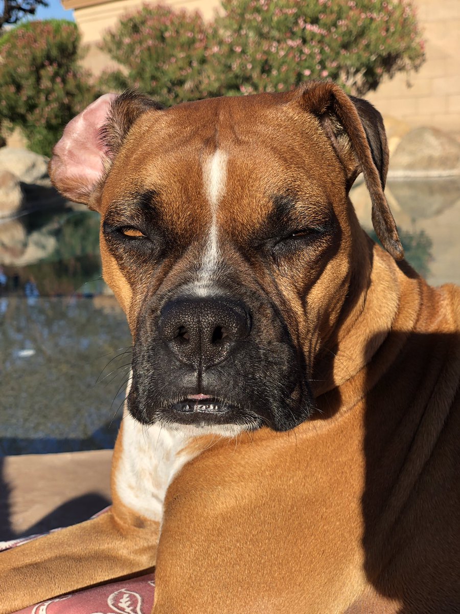 brianmc_arch's tweet photo. Yes i do!!!! #QueenRuby 🥰🥰🥰🥰🥰🥰 https://t.co/GzwqFgXAa8