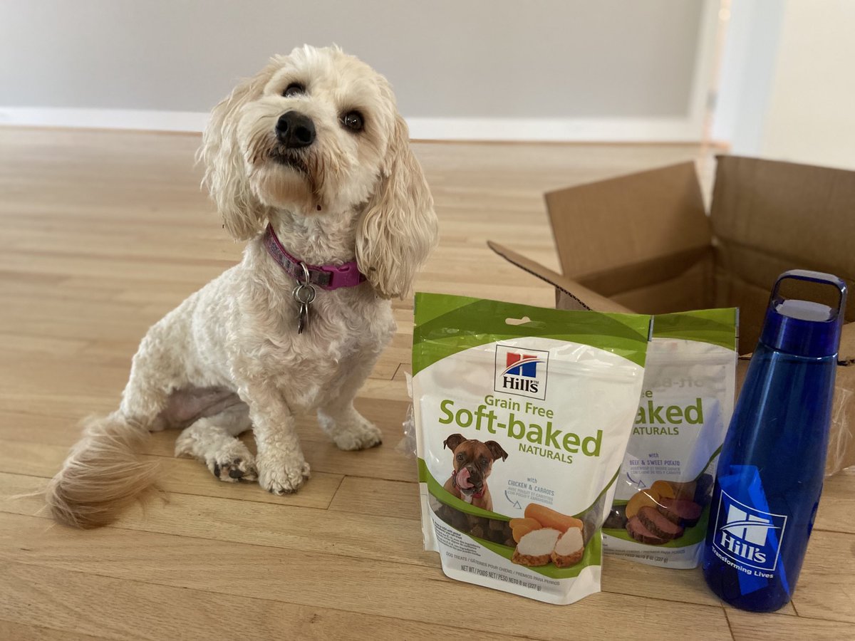 Maxwell was sweet enough to share his ⁦<a href="/HillsPet/">Hill's Pet Nutrition</a>⁩ treat box with Maisy and Marley.  Now Marley is guarding it!🐾