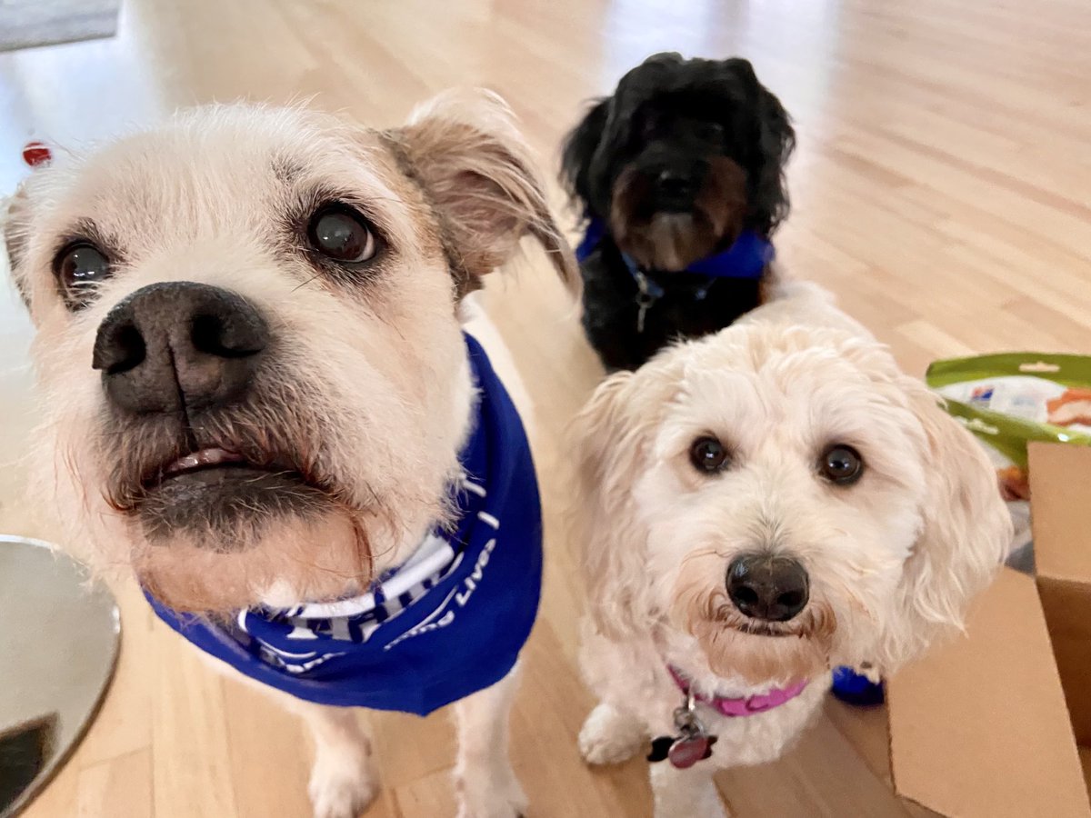 MediaPrGrl's tweet photo. Maxwell was sweet enough to share his ⁦@HillsPet⁩ treat box with Maisy and Marley.  Now Marley is guarding it!🐾 https://t.co/jNwaxTt9rV