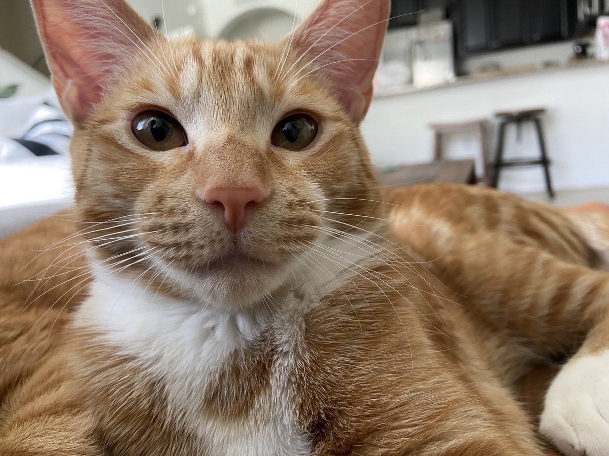 Seamus & Atticus tweet media