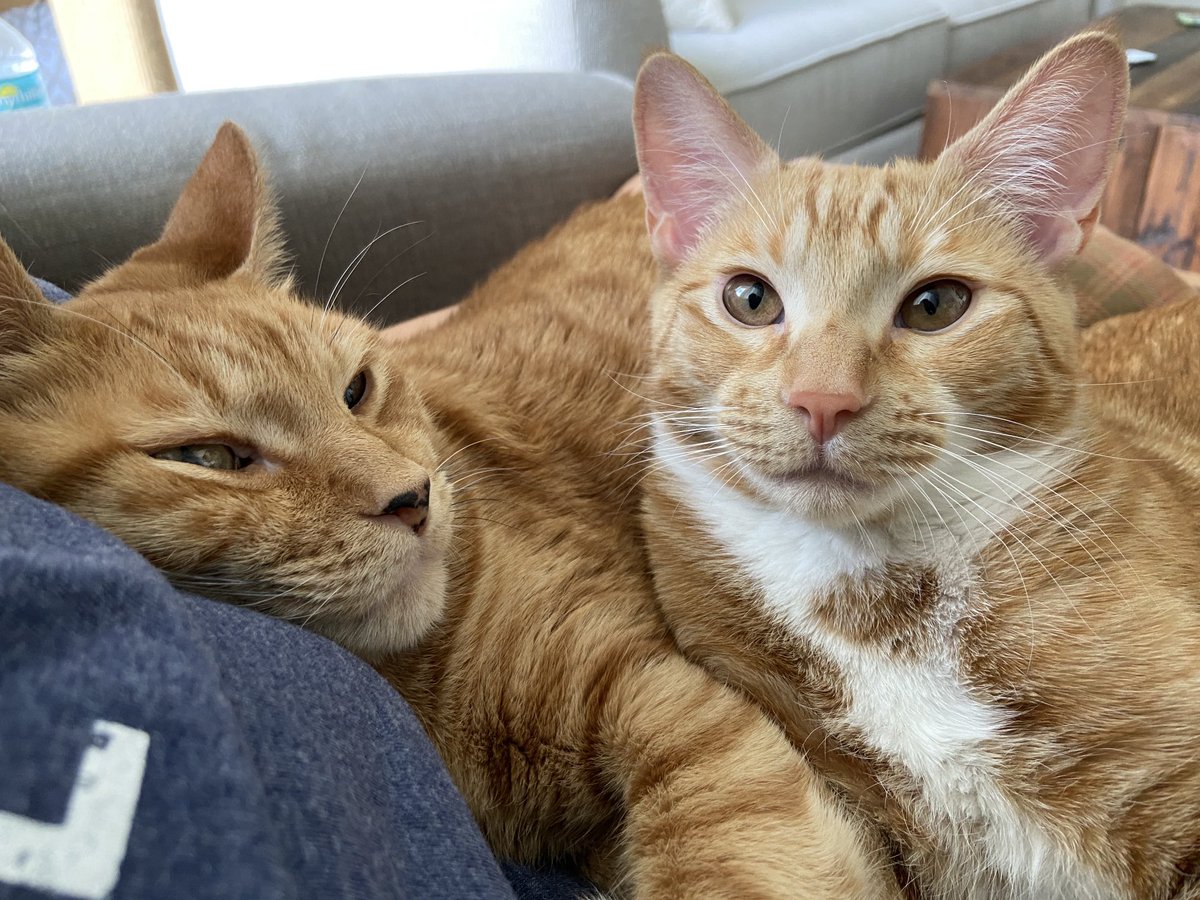 Seamus & Atticus tweet media