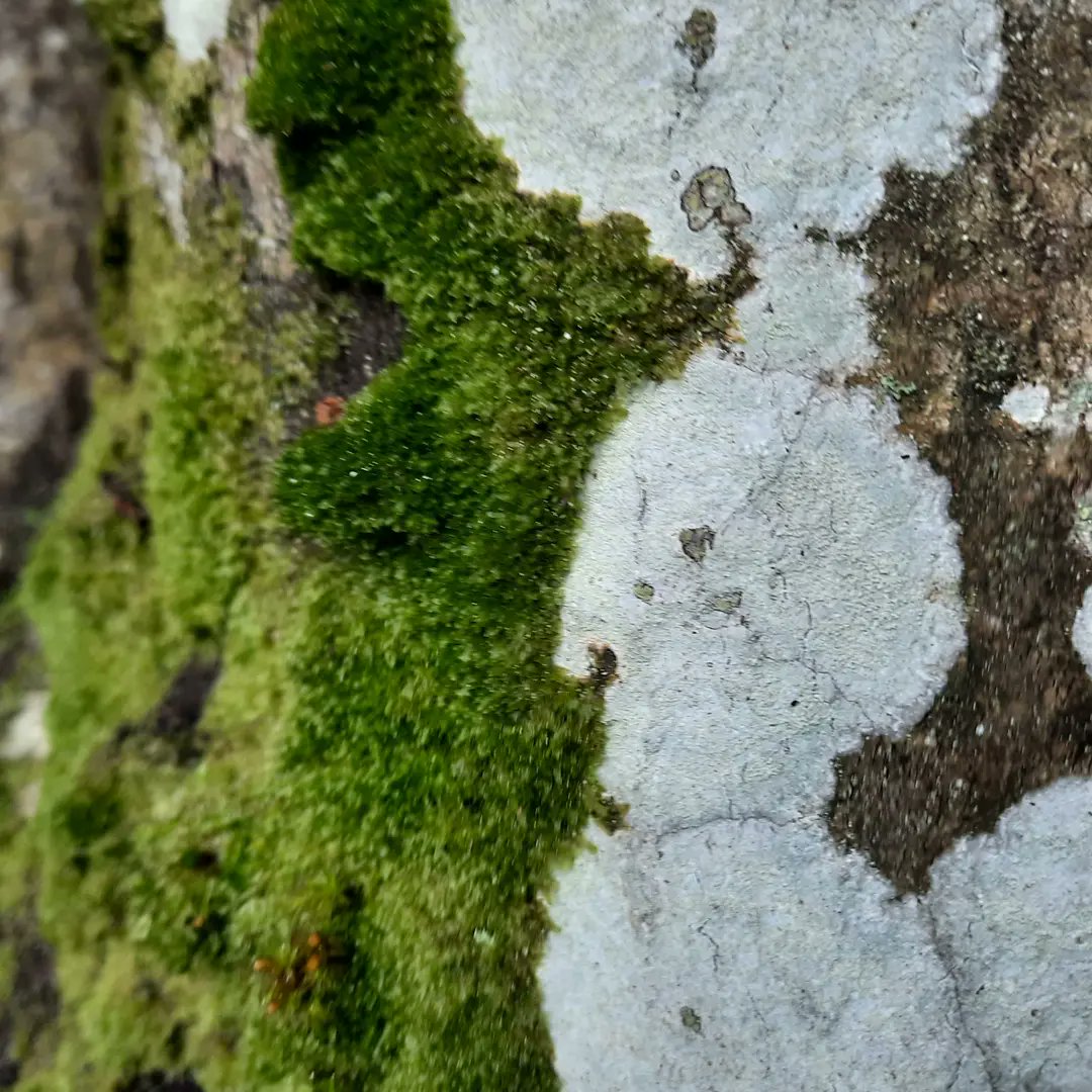 Sonja_Autorin's tweet photo. Mal wieder ein paar Baumfotos
#nationalparkbayerischerwald #waldimpressionen #zwieselerwaldhaus
~~~
Heute gibt's #Flecken.
Fast immer sind es #Buchen, die "gefleckt" sind. Ursache ist der weiße Rindenpilz (Athelia epiphylla), ... >>> https://t.co/js5BWbZdCn