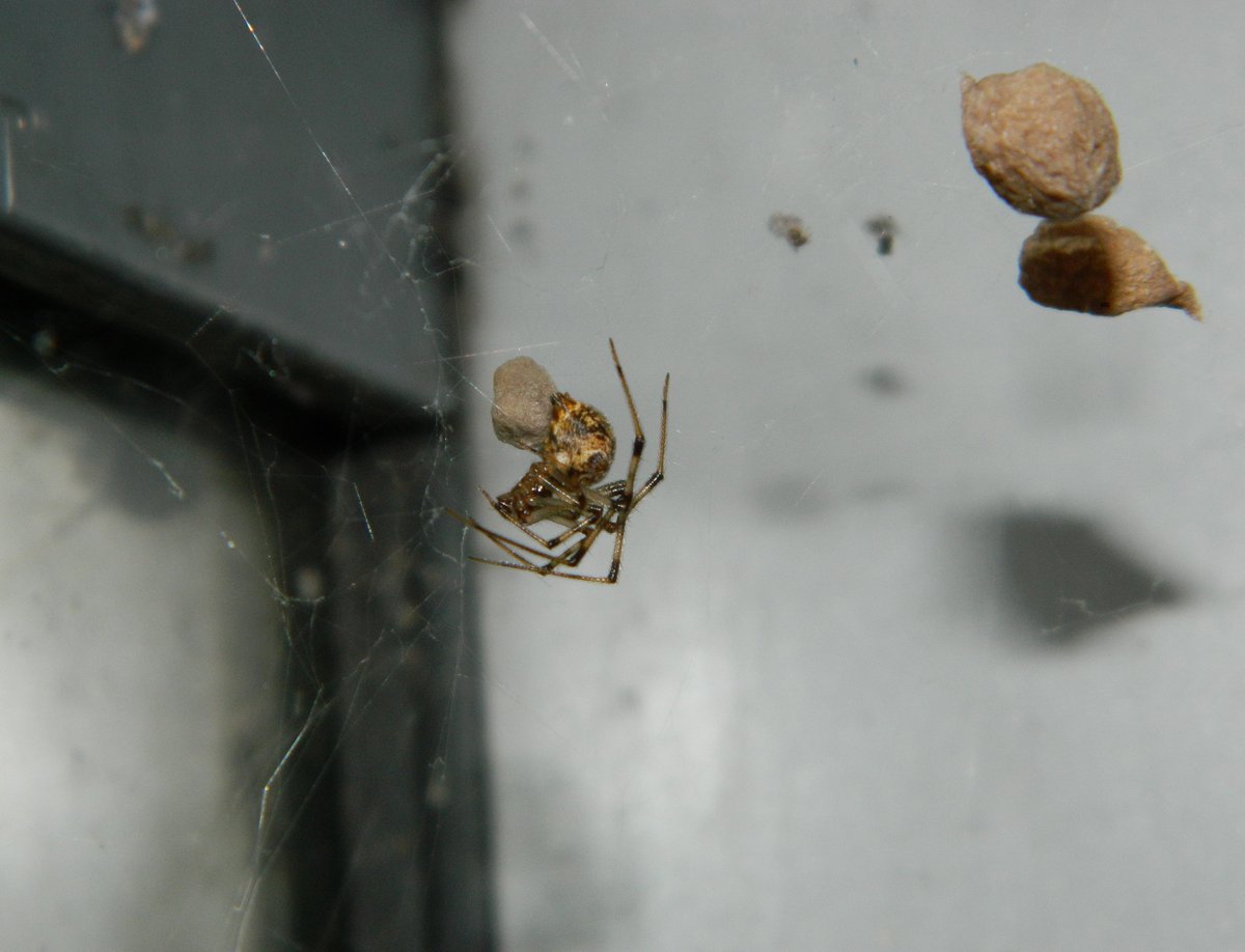 Great to check in on our resident community of Parasteatoda tepidariorum & discover spiderlings emerging from egg sacs 💚🕷️ We love the window photo which Abi descibed as looking like “shattered ice” Would love to see more photos of #SpiderArt