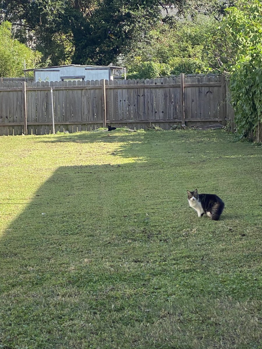 kittyamericana's tweet photo. #runcats https://t.co/kXaIiWnz5T