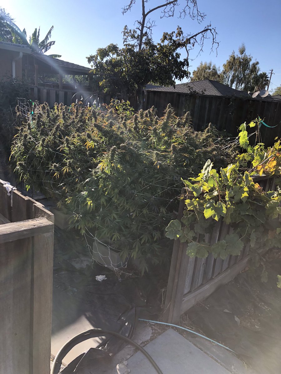 My favorite and least favorite time or year lol.  Free medicine for any apes in the Bay Area <a href="/BoredApeYC/">Bored Ape Yacht Club 🍌</a> #BoredApeYachtClub #BAYC