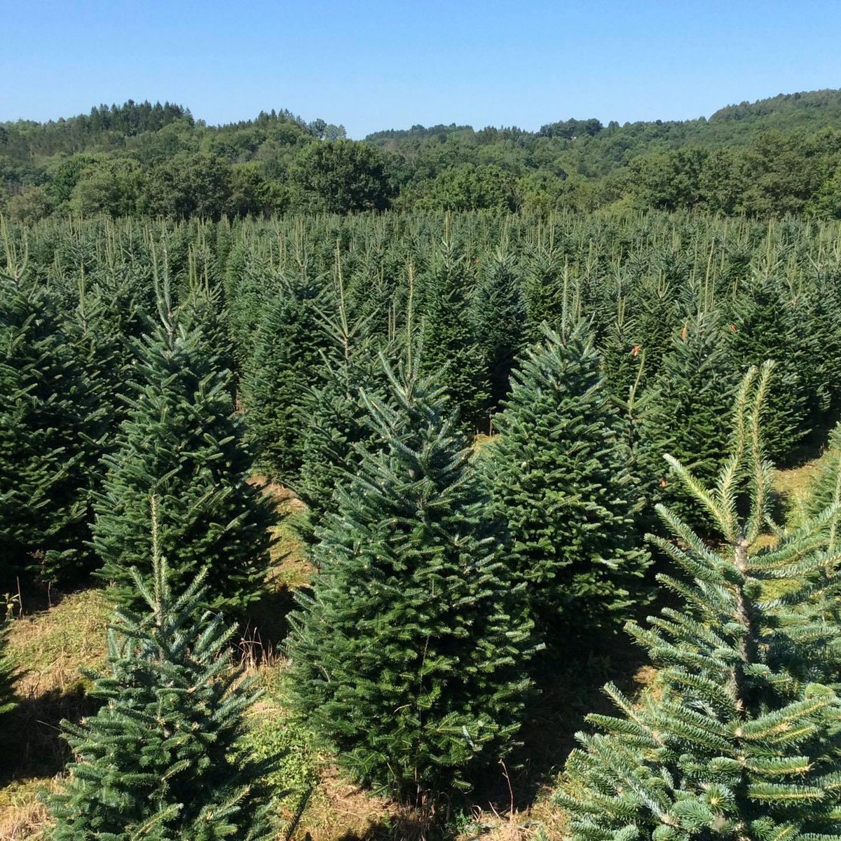 QPTreeFarm's tweet photo. The hard work of US Christmas Tree Farmers is not sitting on cargo ships. 
#realchristmastreefarms #christmastreefarm https://t.co/B0huB1GTC3