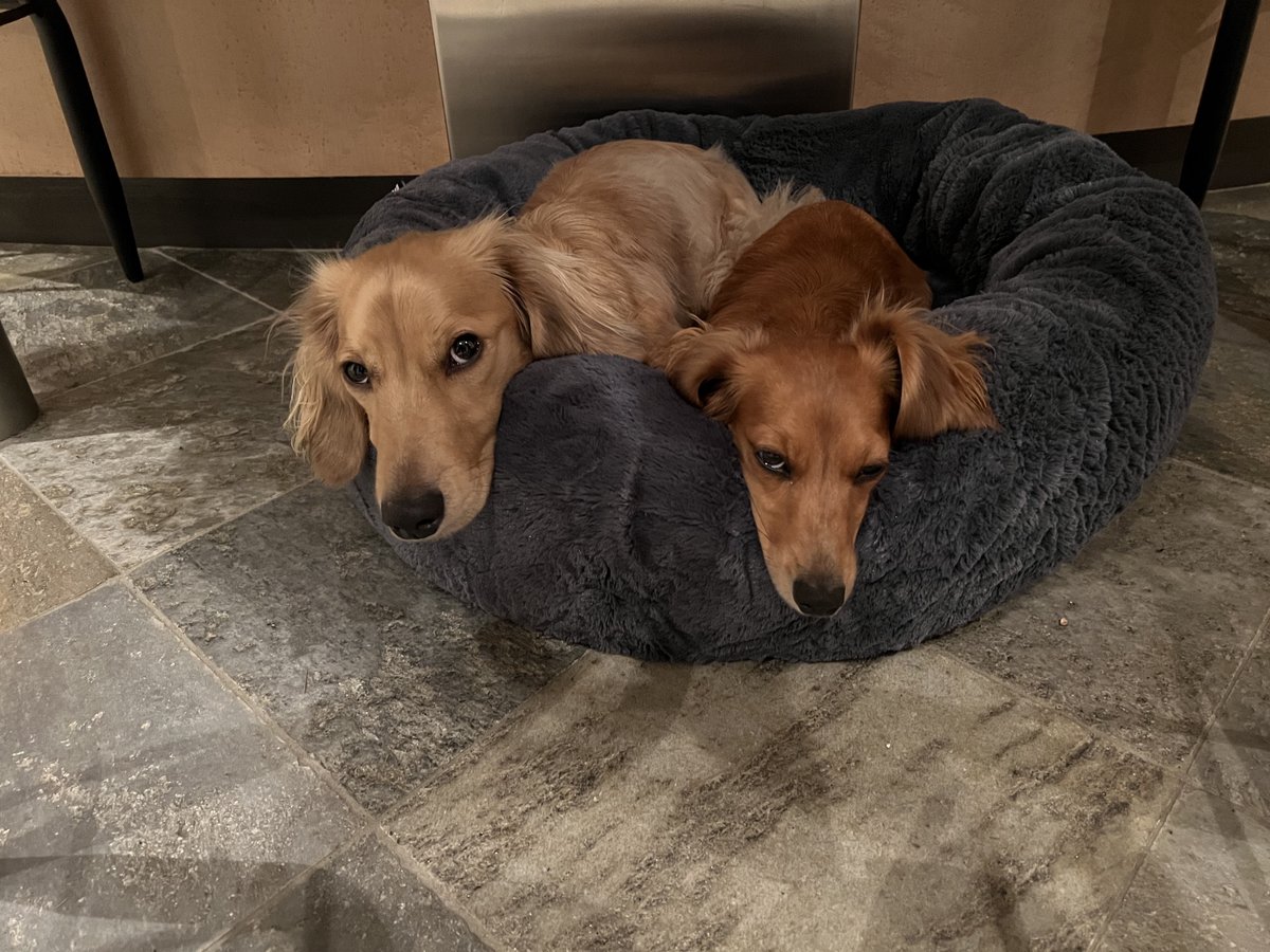 walter_fergus's tweet photo. Walter and Sydney doing their best to be overly cute #dachshunds #hootdogs https://t.co/rAwqSDpCb7