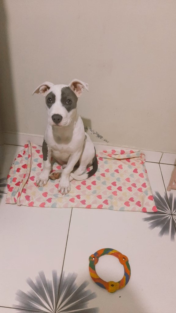 Melissita1204's tweet photo. #Adopta este lindo perrito de 6 meses necesita un hogar con urgencia. Su dueño lo dejó en la calle y una vecina lo ha albergado por unos días. Por favor un RT. Info WhatsApp 984266855 #Lima https://t.co/bhL0DPQKwR