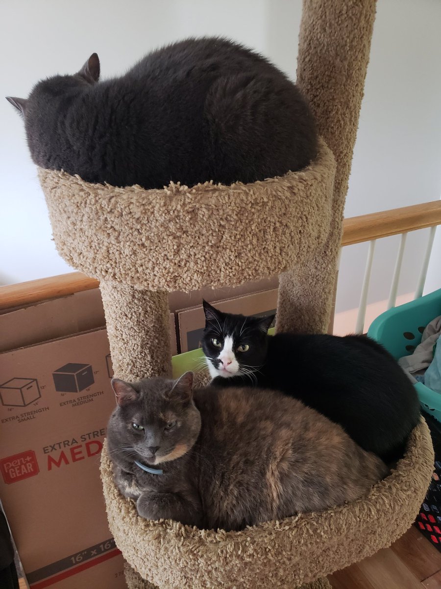 OoglieBean's tweet photo. Sleepy bean tower. 

#ChipBean #SmallsBean #OoglieBean #Cats #CatsOfTwitter https://t.co/nFoJQEkmFH