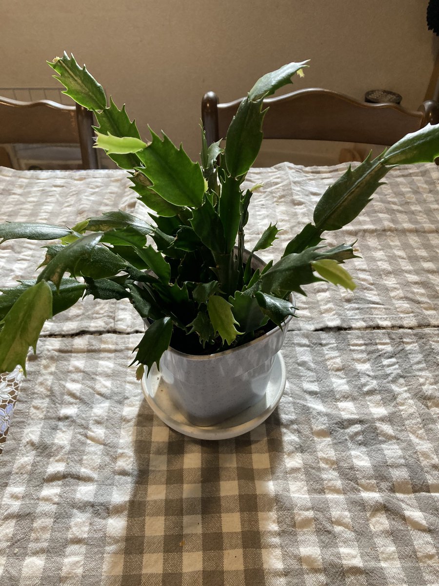 こーじ Gyoza Teishoku うちのシャコバサボテン とても元気ですが花芽がなかなかつかないんですよね シャコバサボテン デンマークカクタス 趣味の園芸