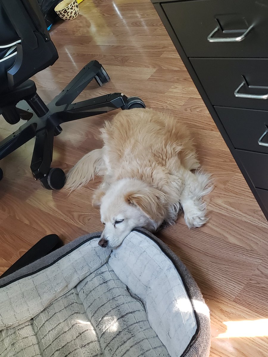 TheJudekin's tweet photo. Bailey is using his bed wrong. https://t.co/nQF12wbjx7