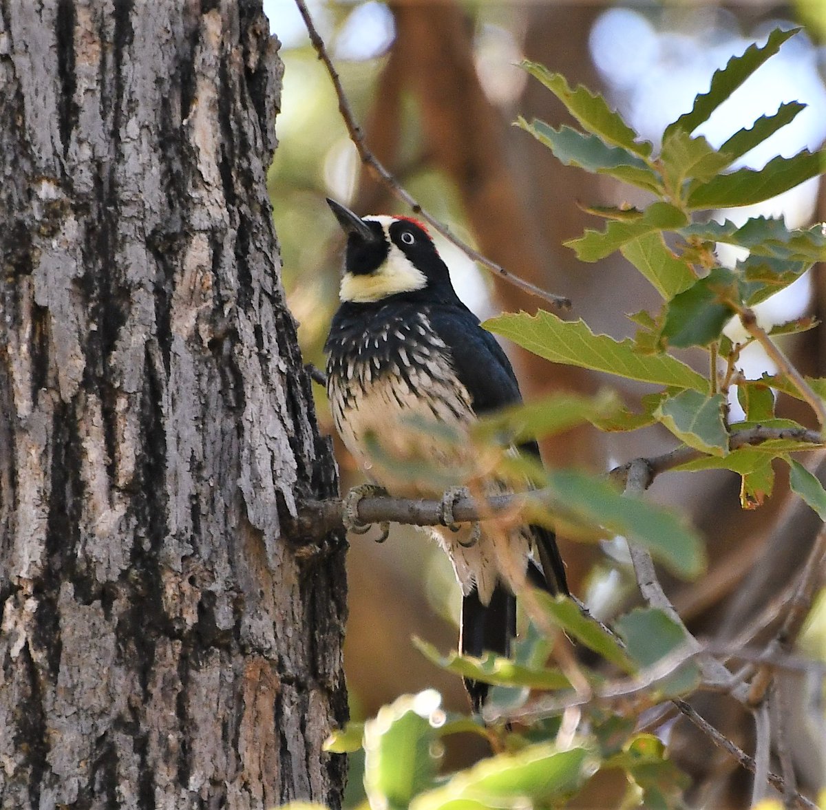 Dr_Brian_Pet's tweet photo. Acorn Woodpecker
#MillerCanyon
#HerefordAZ
@CochiseCounty
#Arizona
#birds
#birding
#Borderlands
#SkyIslands https://t.co/IprRyd09jL