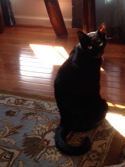 FeralFemale's tweet photo. @crazygal1892 @GeneralCattis Black Angus Beefcake
2000-2018
“Angus” for short. Angus was the best cat in all the universes. Even the one made entirely of cat. He loved everyone and everyone loved him back. #EverybodyLovesAngus https://t.co/0EJ3lz8djV