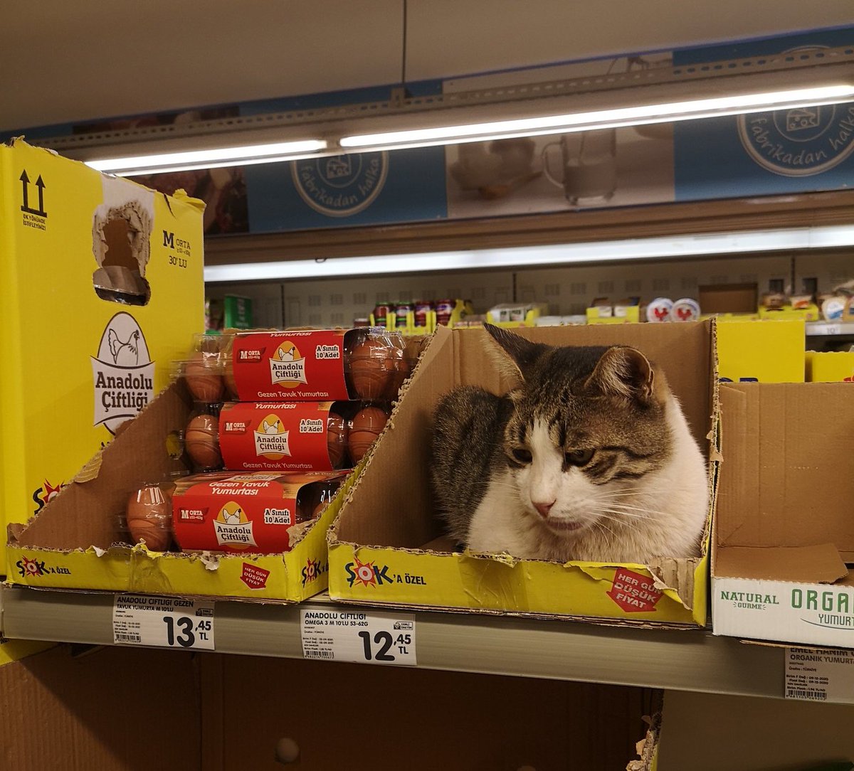 Yuh kediler 12lira olmuş... ekonomi bu kadar mı kötü...