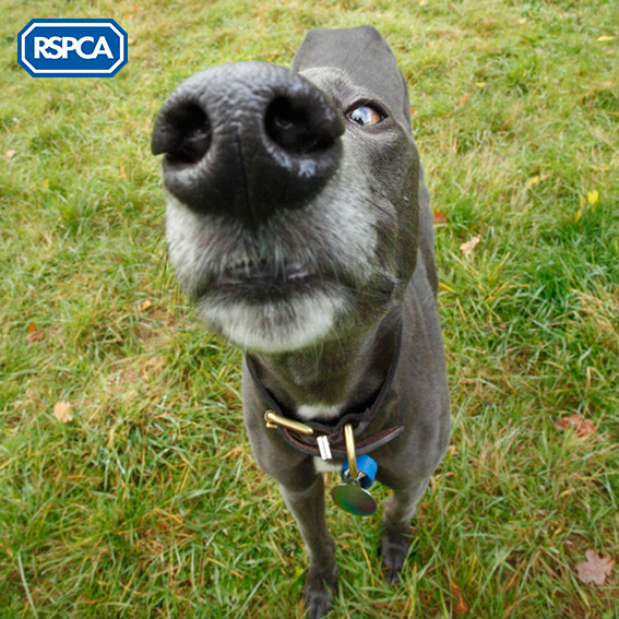 RSPCA (England & Wales) on Twitter "🐶🎵 When I wake up in the morning and I touch his little