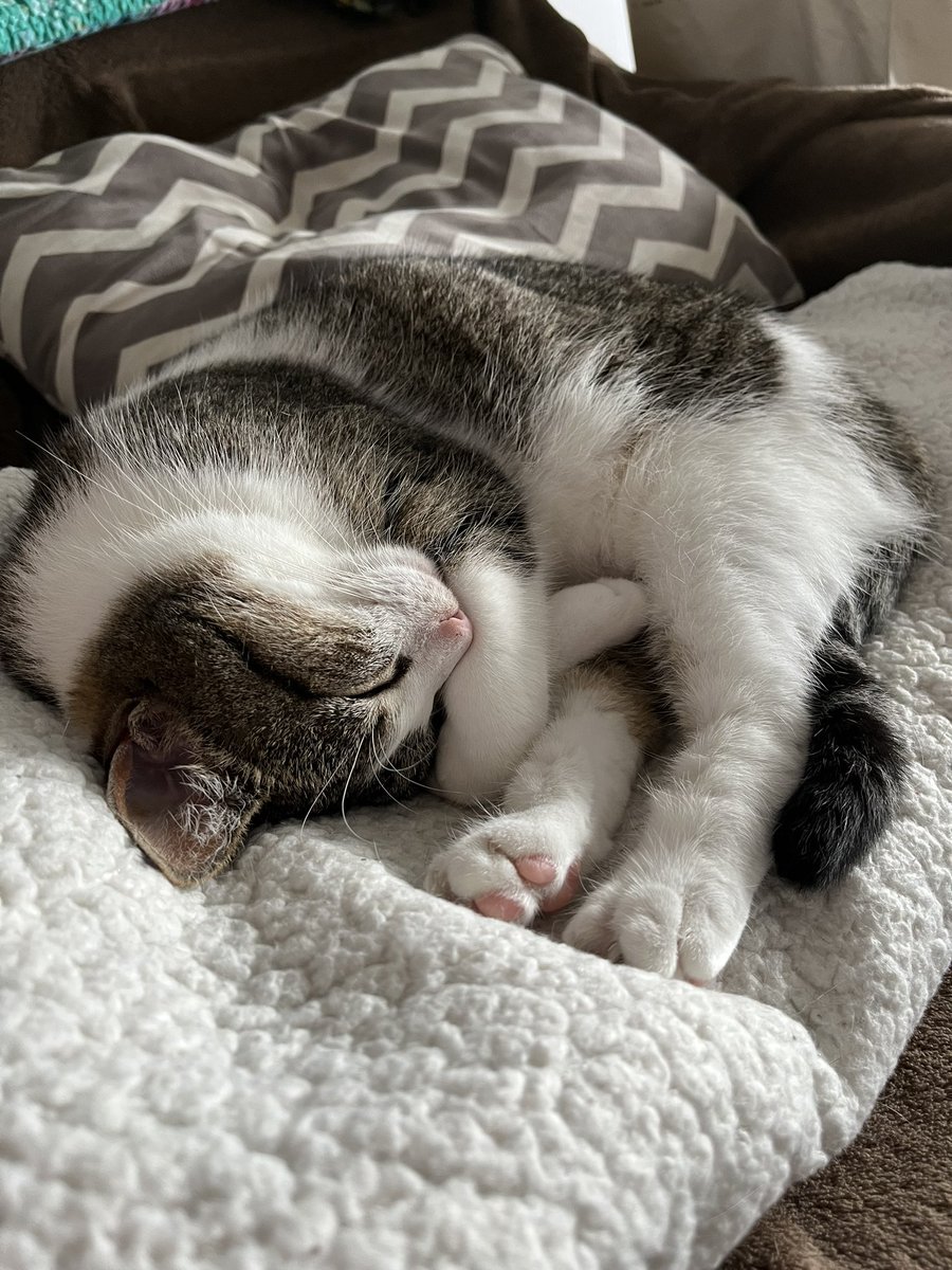 badtakesvault's tweet photo. Also, look at this cat. This is all she does from 11-1 every single day. https://t.co/Ue4vpRoomt