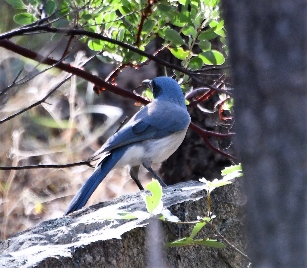 Dr_Brian_Pet's tweet photo. Mexican Jay
#MillerCanyon
#HerefordAZ
@CochiseCounty
#Arizona
#birds
#birding
#Borderlands
#SkyIslands https://t.co/ofnYJCRwHp