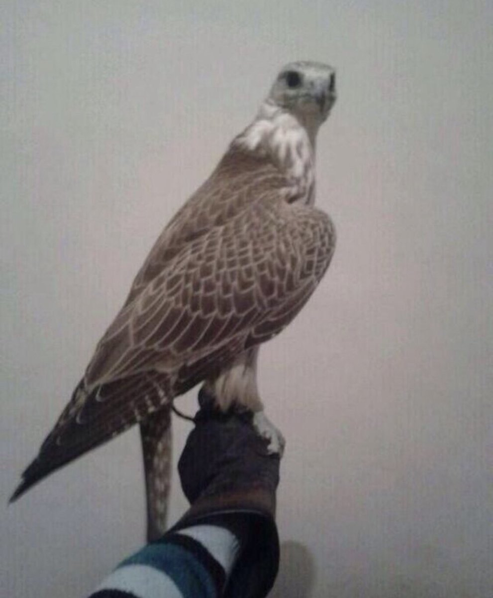 العديم tweet media