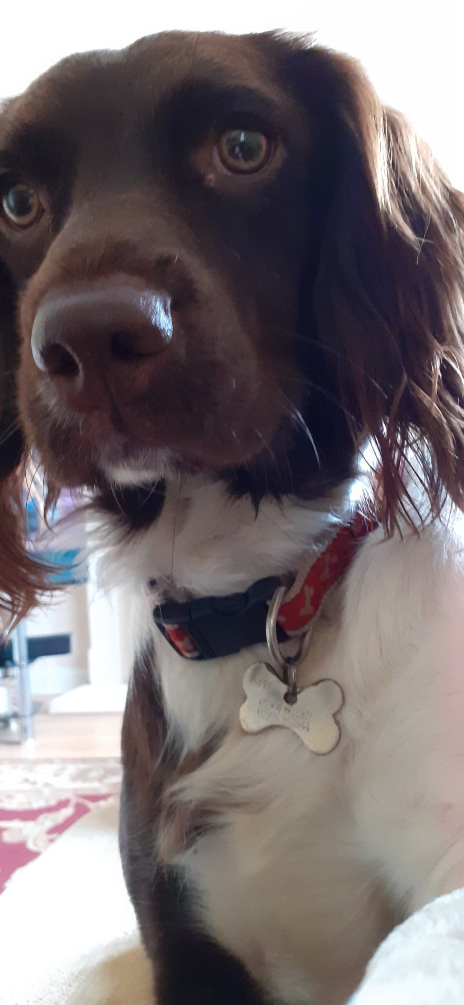 RSPCA (England & Wales) on Twitter "🐶🎵 When I wake up in the morning