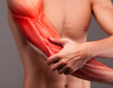 Мышцы нижней конечности вид сбоку. Мышцы нижних конечностей человека анатомия. Мышца руки: название мышц, функция. Строение мышечного скелета человека. Строение человека мышцы анатомия мужчины.