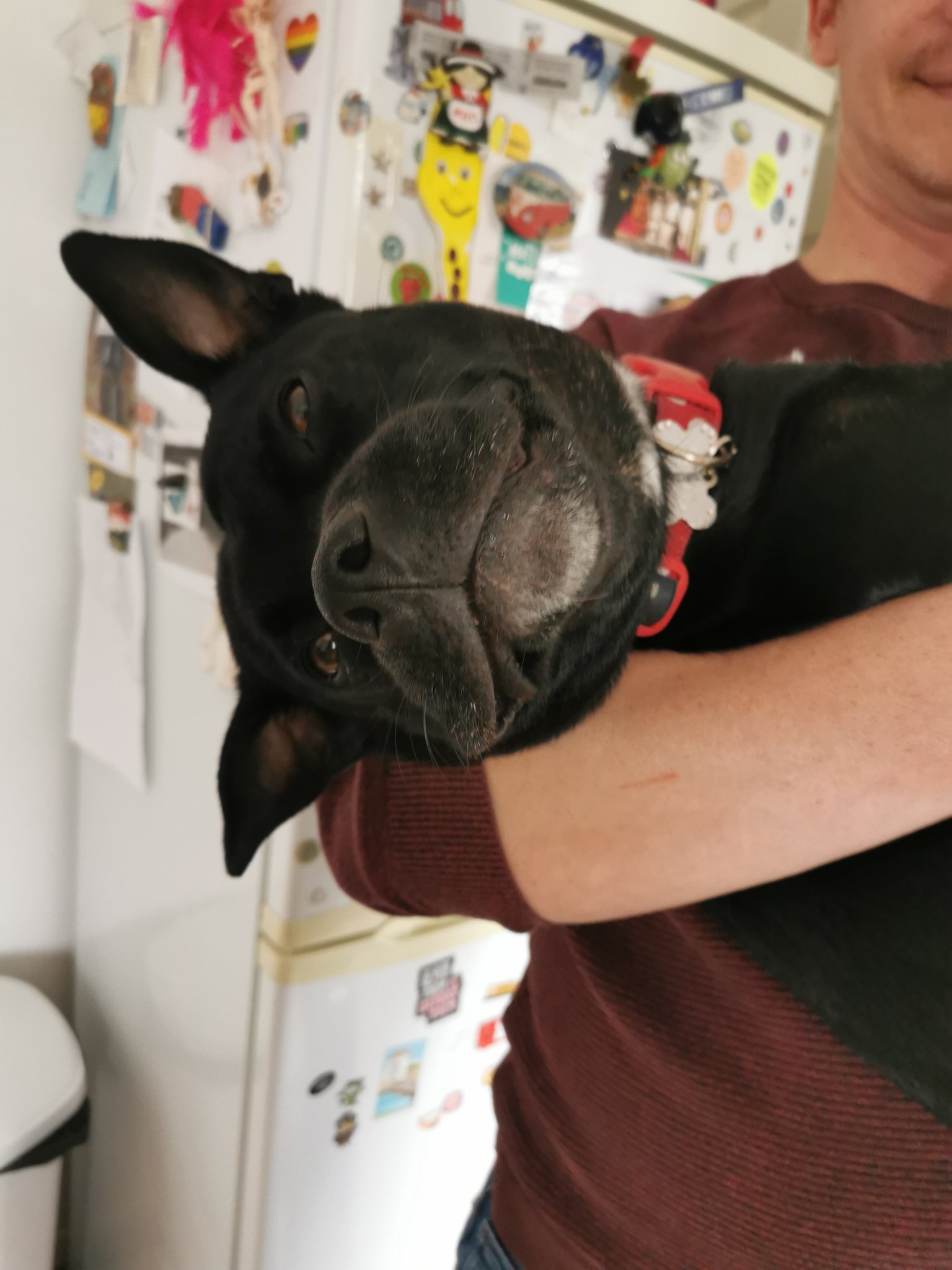 RSPCA (England & Wales) on Twitter "🐶🎵 When I wake up in the morning and I touch his little