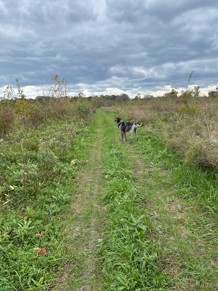 PullyDogs's tweet image. Spark and I just #ResQwalked 5.84 km in support of animals in need at Heritage Forest! Thanks  resqwalk.com